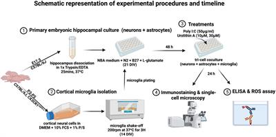 The effects of urolithin A on poly I:C-induced microglial activation